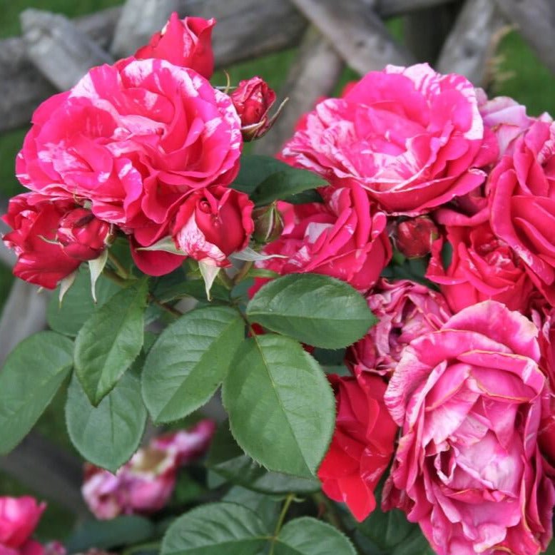 Henri Matisse ® Hybrid Tea Roses garden rose bushes potted or bare root plants