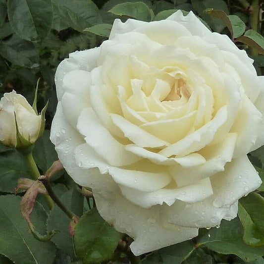 Jeanne Moreau ® Hybrid Tea Roses garden rose bushes potted or bare root plants
