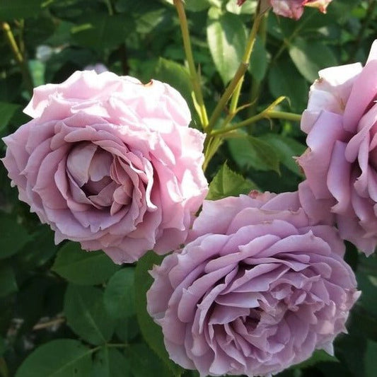 Novalis ® Floribunda Roses garden rose bushes potted or bare root plants