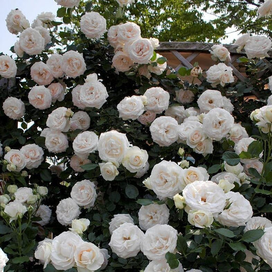 Palais Royal (White Eden Rose) ® Climbing Roses garden rose bushes potted or bare root plants