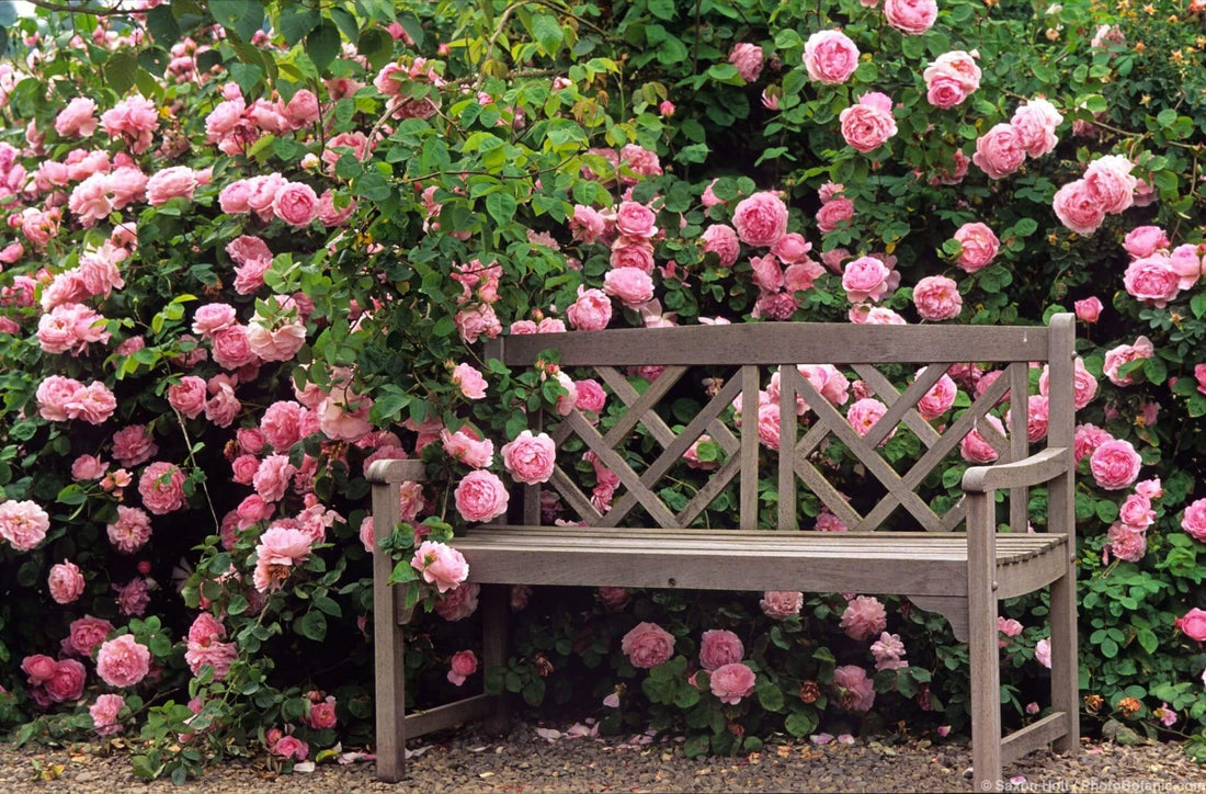 Why to fertilize your roses? Rose feeding benefits. - Famous Roses World