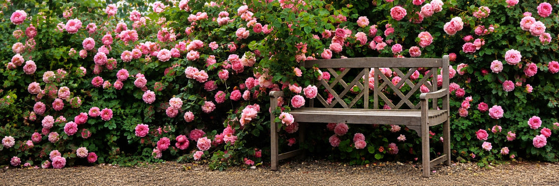 A Rose Garden to Enjoy, Not Constantly Maintain
