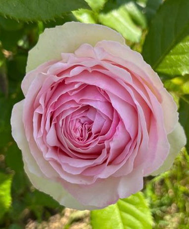 ROMANTICA – Romantic Roses for the Garden