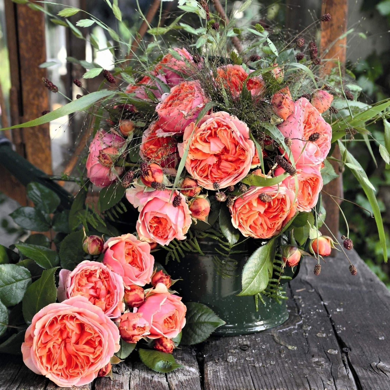 Highly Scented Roses