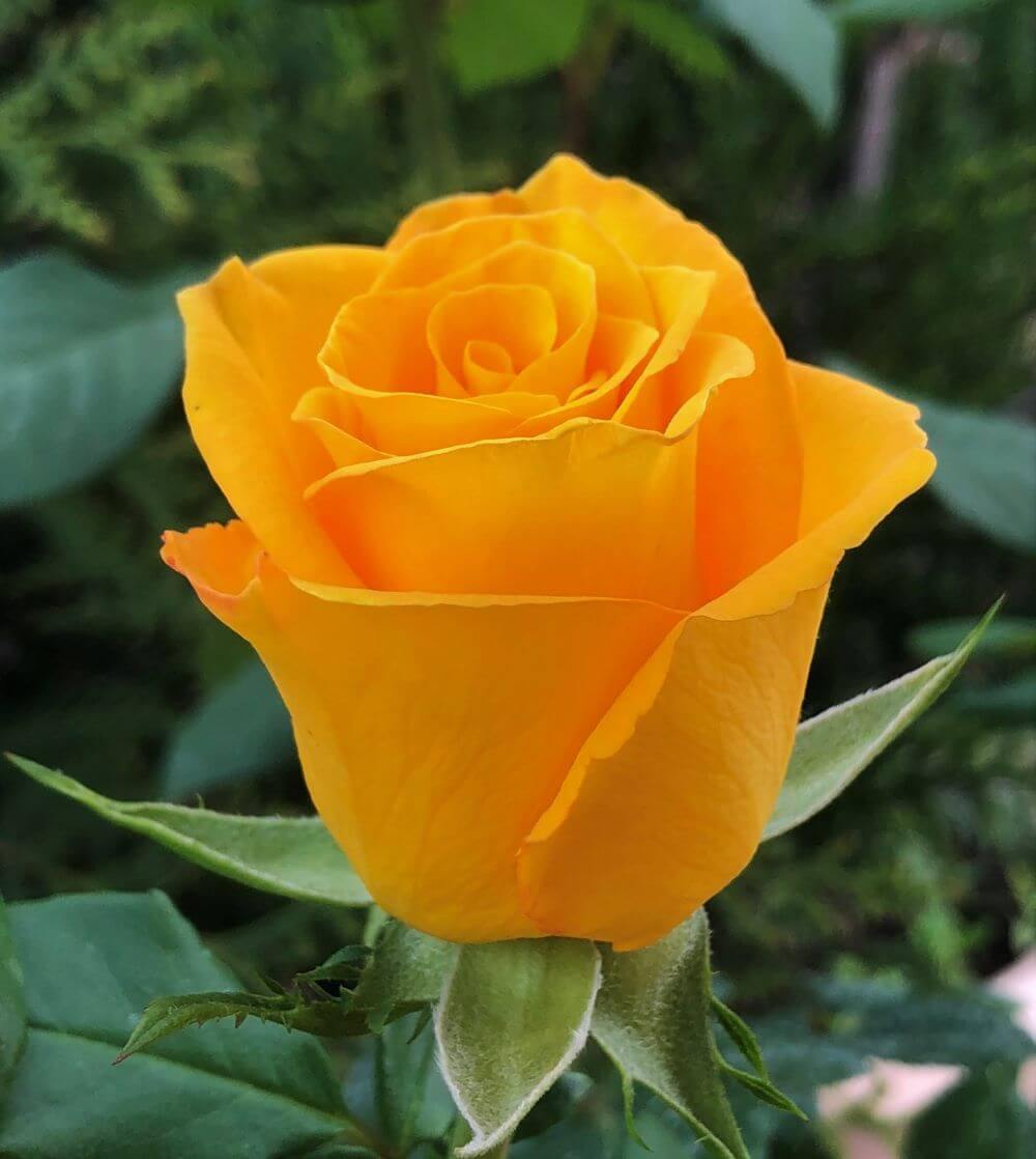 Hybrid Tea Roses