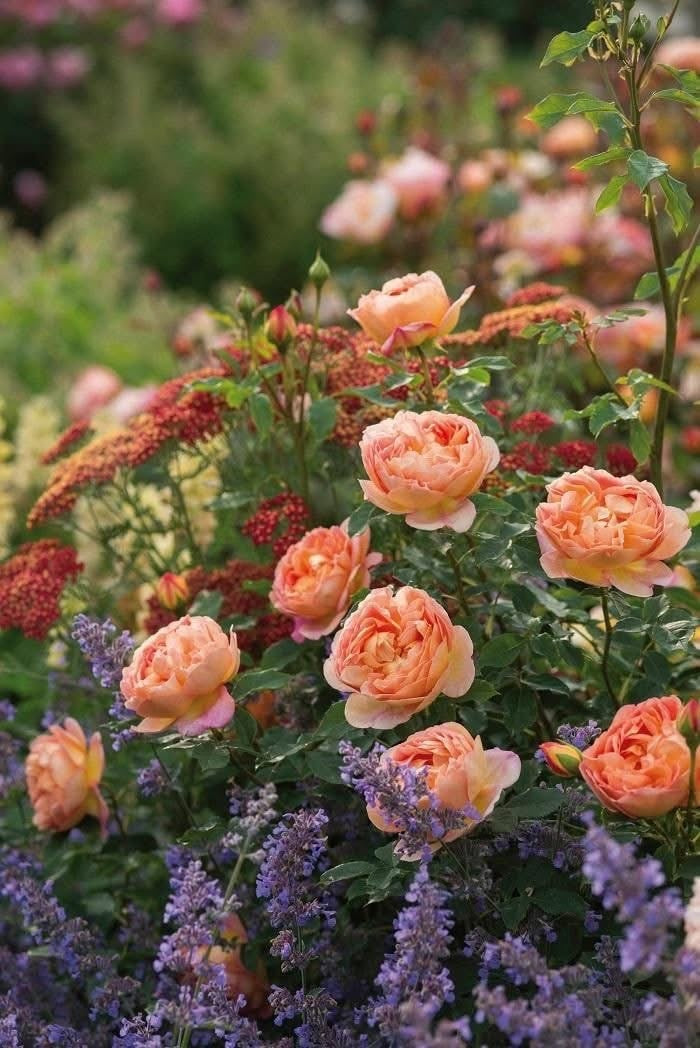 PARFUMELLE – Fragrant Roses for the Garden