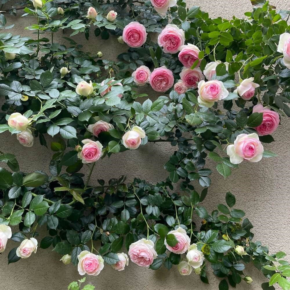 Shop All Roses