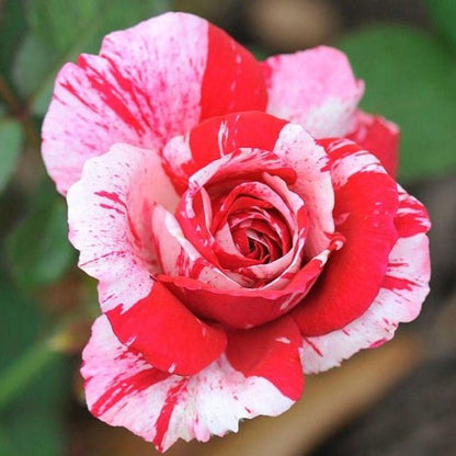 Abracadabra ® Floribunda Rose garden rose bushes potted or bare root plants