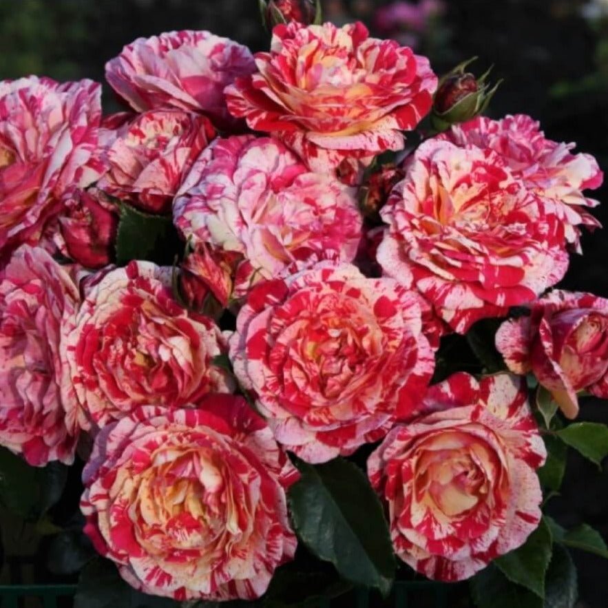 Abracadabra ® Floribunda Rose garden rose bushes potted or bare root plants