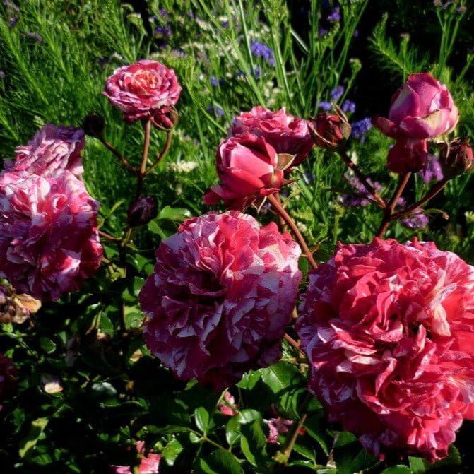 Abracadabra ® Floribunda Rose garden rose bushes potted or bare root plants