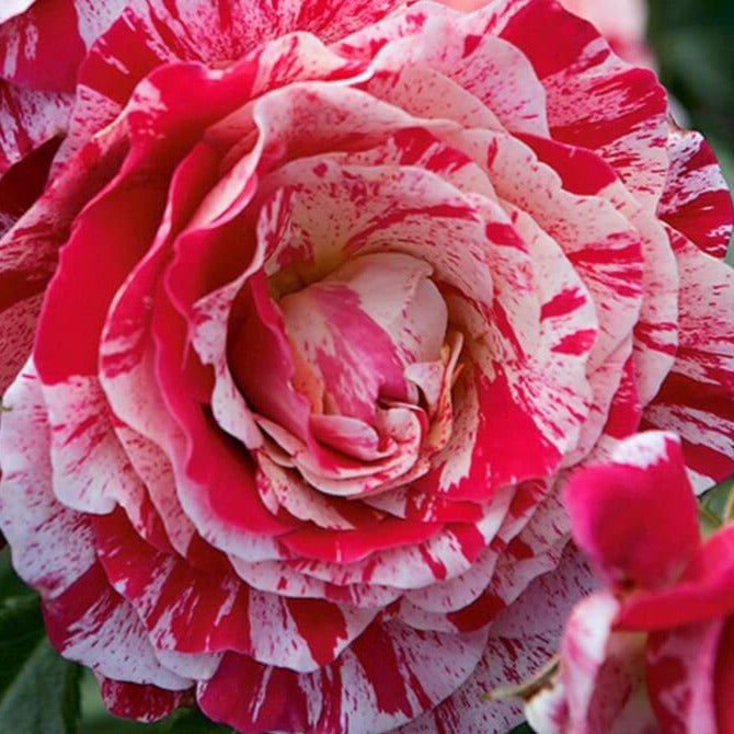 Abracadabra ® Floribunda Rose garden rose bushes potted or bare root plants