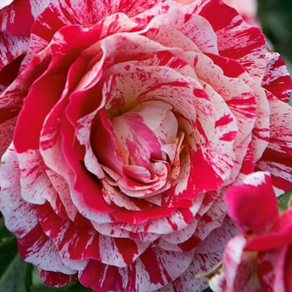 Abracadabra ® Floribunda Rose garden rose bushes potted or bare root plants