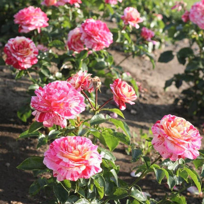 Abracadabra ® Floribunda Rose garden rose bushes potted or bare root plants