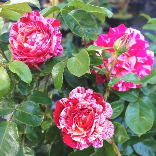 Abracadabra ® Floribunda Rose garden rose bushes potted or bare root plants