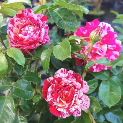 Abracadabra ® Floribunda Rose garden rose bushes potted or bare root plants
