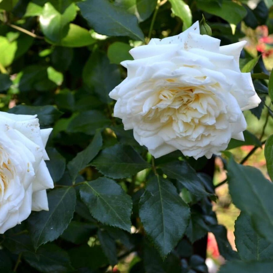 Alaska ® Climbing Rose garden rose bushes potted or bare root plants