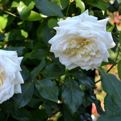 Alaska ® Climbing Rose garden rose bushes potted or bare root plants