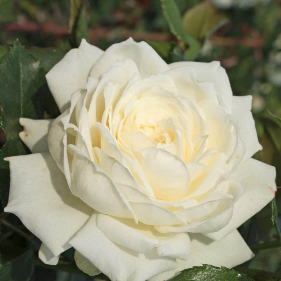 Alaska ® Climbing Rose garden rose bushes potted or bare root plants