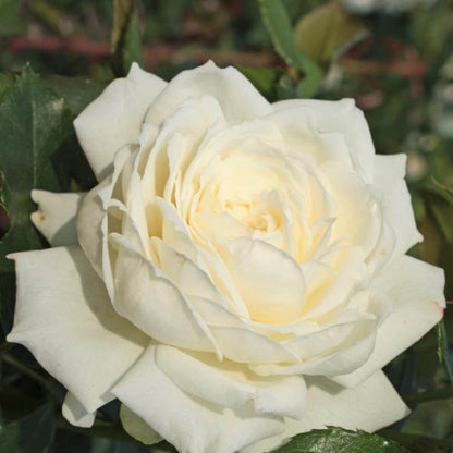 Alaska ® Climbing Rose garden rose bushes potted or bare root plants