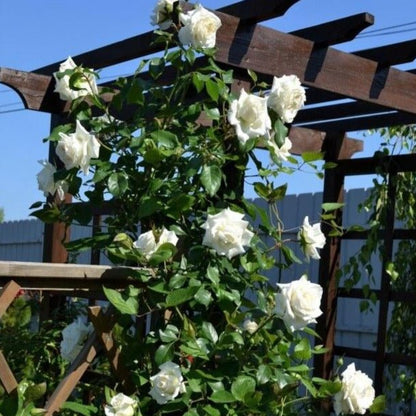 Alaska ® Climbing Rose garden rose bushes potted or bare root plants