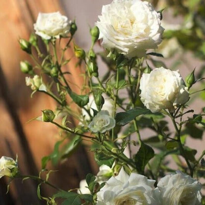 Alaska ® Climbing Rose garden rose bushes potted or bare root plants