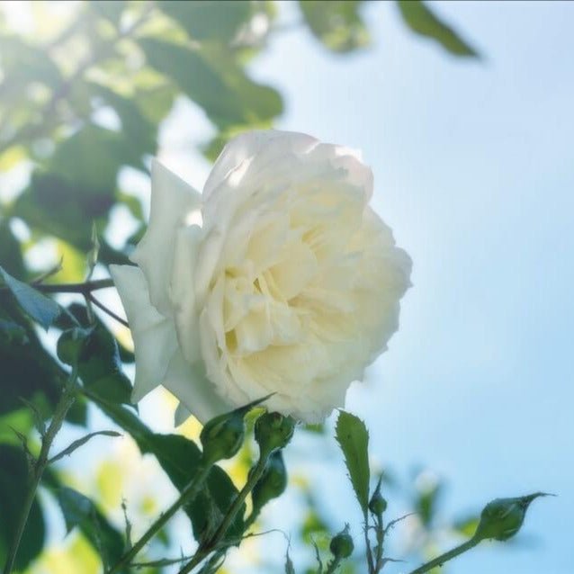 Alaska ® Climbing Rose garden rose bushes potted or bare root plants