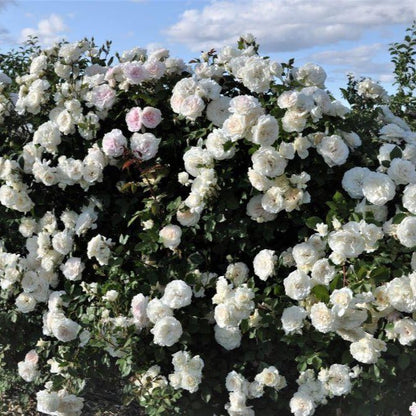 Alaska ® Climbing Rose garden rose bushes potted or bare root plants