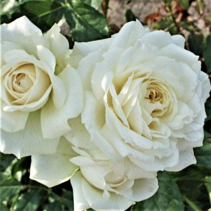 Alaska ® Climbing Rose garden rose bushes potted or bare root plants