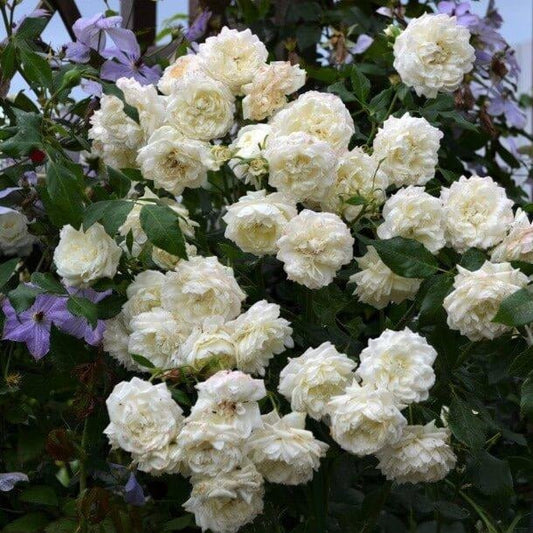 Alaska ® Climbing Rose garden rose bushes potted or bare root plants