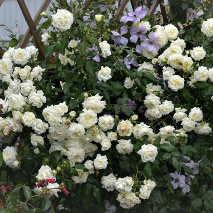 Alaska ® Climbing Rose garden rose bushes potted or bare root plants