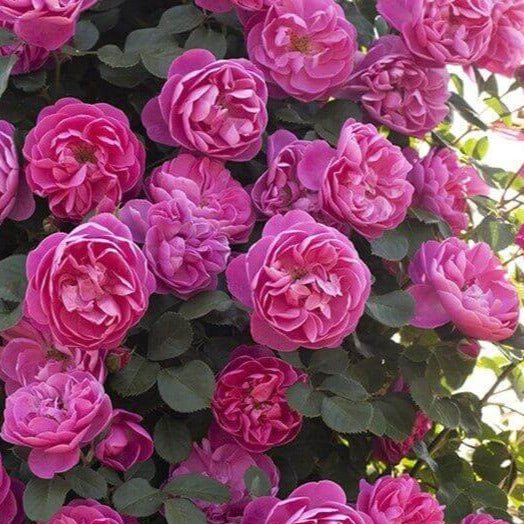 Allegro ® Climbing Roses garden rose bushes potted or bare root plants