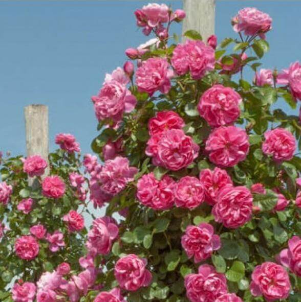 Allegro ® Climbing Roses garden rose bushes potted or bare root plants