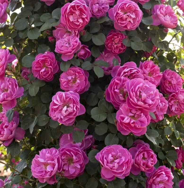 Allegro ® Climbing Roses garden rose bushes potted or bare root plants