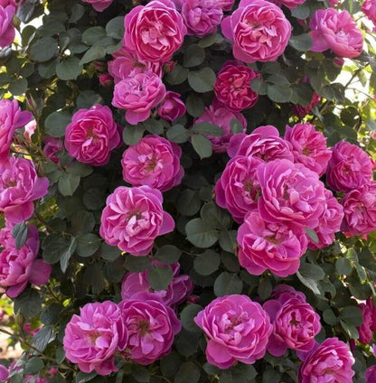 Allegro ® Climbing Roses garden rose bushes potted or bare root plants