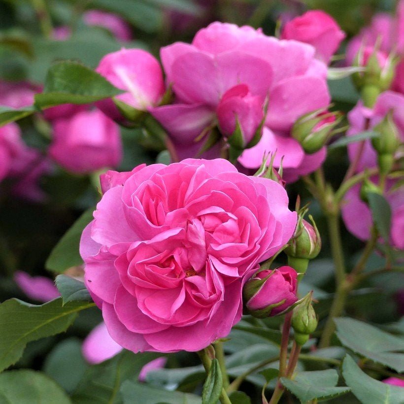 Allegro ® Climbing Roses garden rose bushes potted or bare root plants