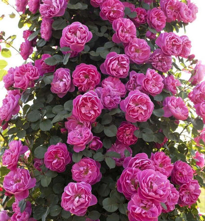 Allegro ® Climbing Roses garden rose bushes potted or bare root plants