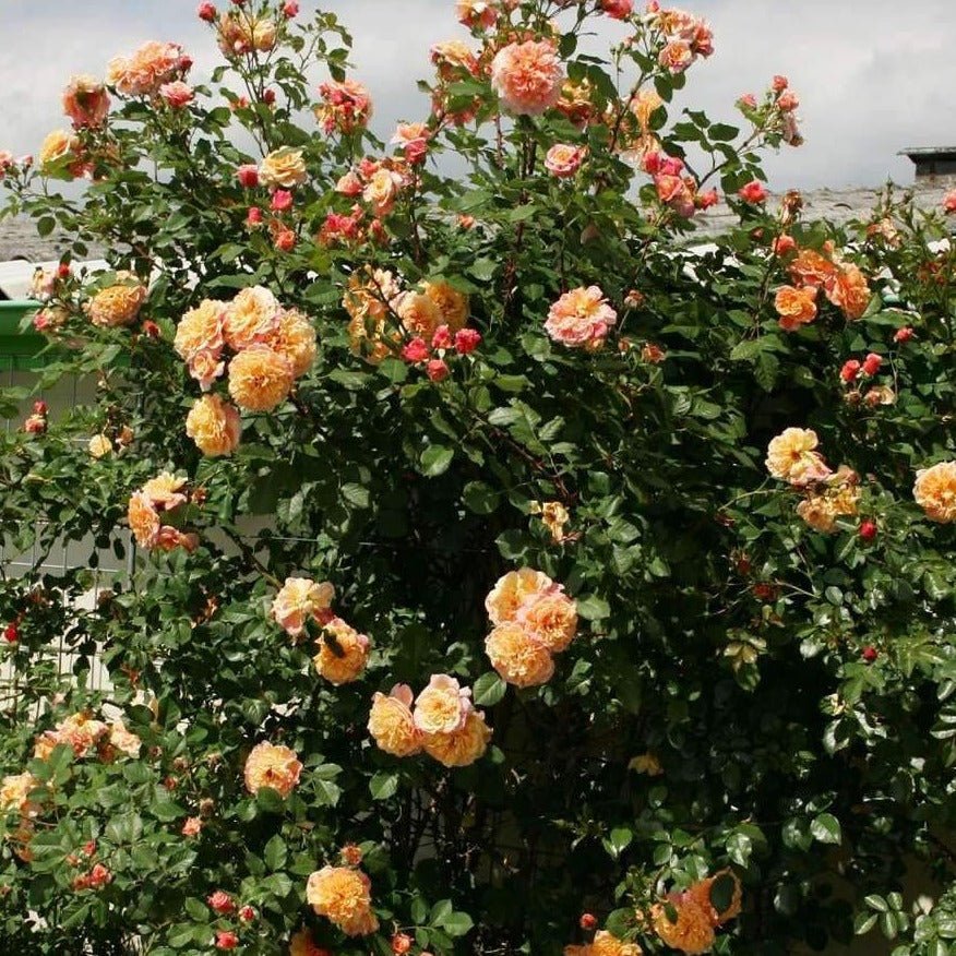 Aloha ® Plants garden rose bushes potted or bare root plants