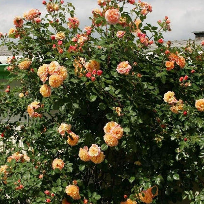 Aloha ® Plants garden rose bushes potted or bare root plants