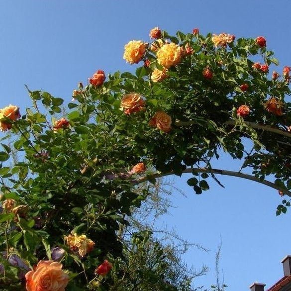 Aloha ® Plants garden rose bushes potted or bare root plants