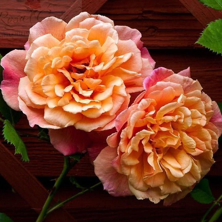 Aloha ® Plants garden rose bushes potted or bare root plants