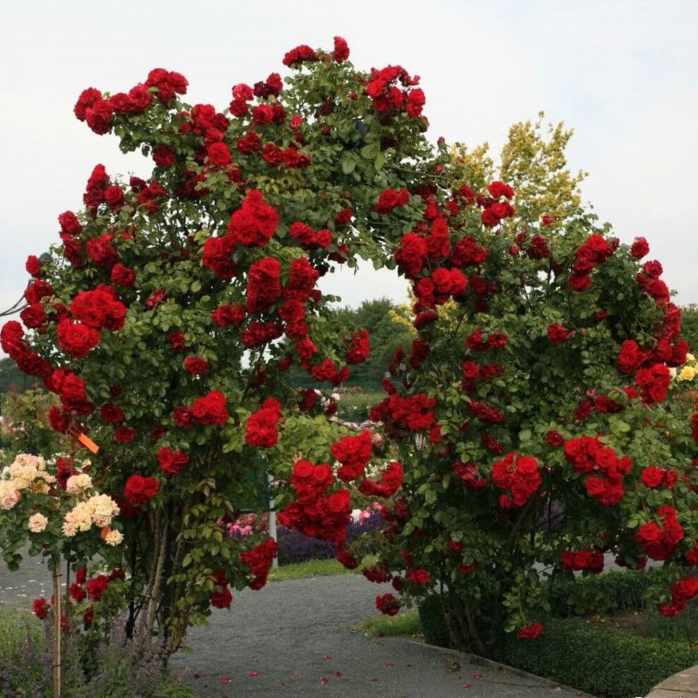 Amadeus ® Climbing Roses garden rose bushes potted or bare root plants