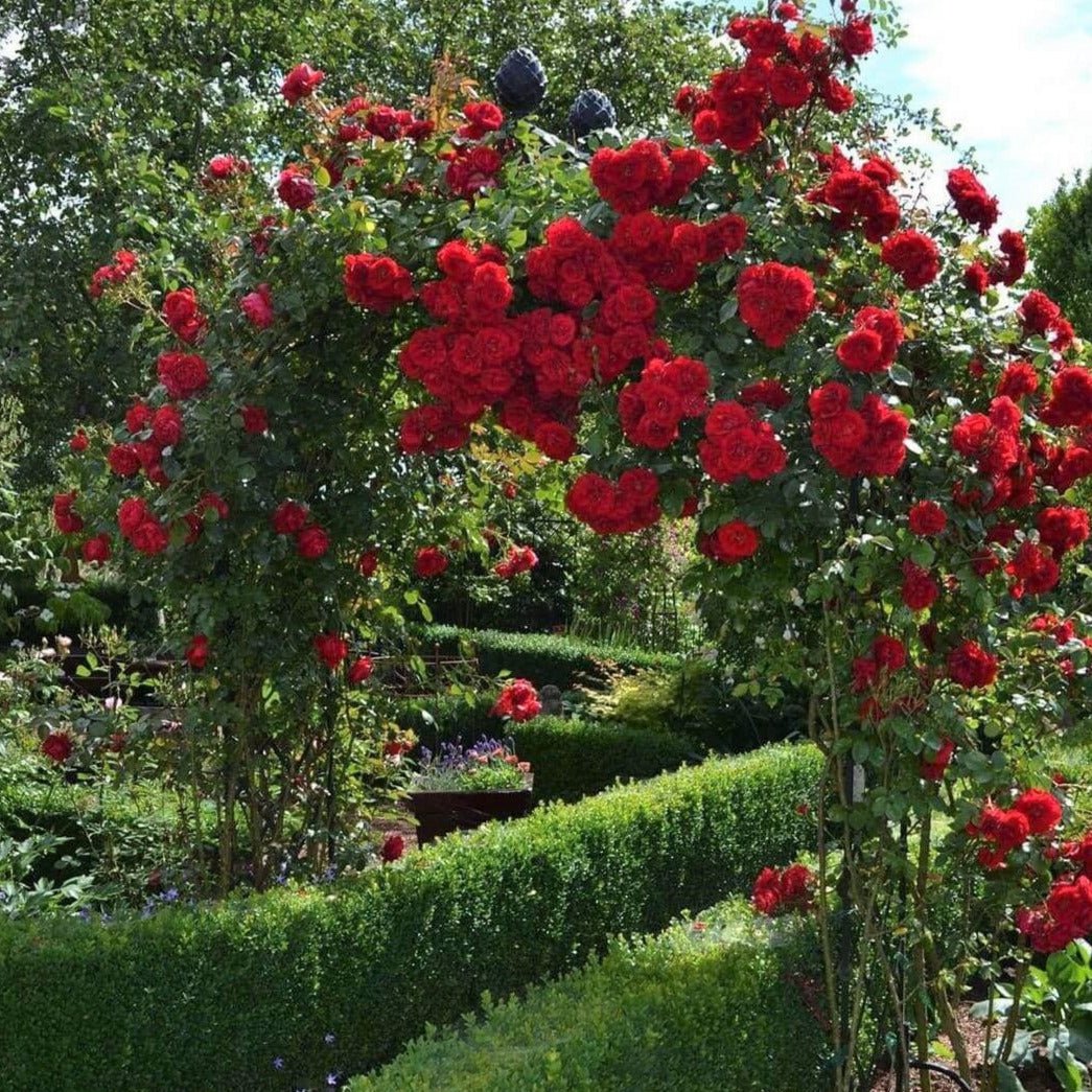 Amadeus ® Climbing Roses garden rose bushes potted or bare root plants
