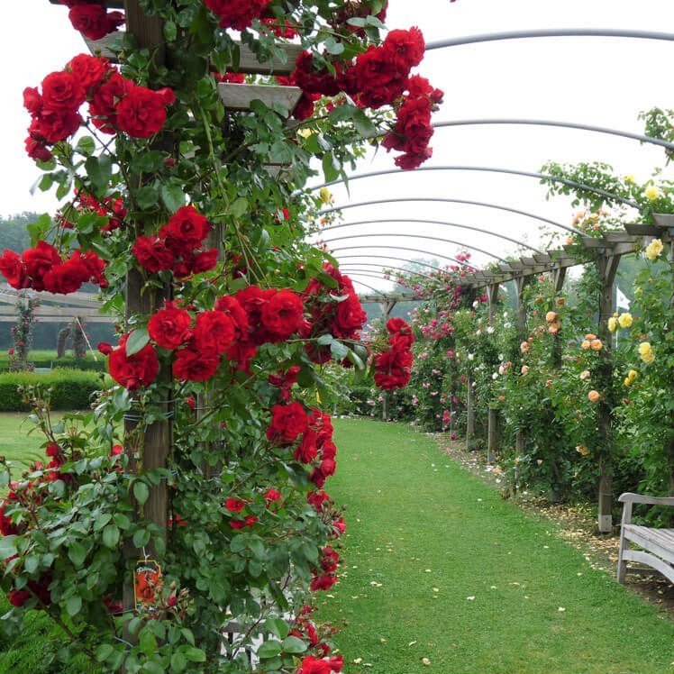 Amadeus ® Climbing Roses garden rose bushes potted or bare root plants