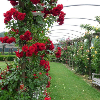 Amadeus ® Climbing Roses garden rose bushes potted or bare root plants