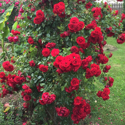 Amadeus ® Climbing Roses garden rose bushes potted or bare root plants