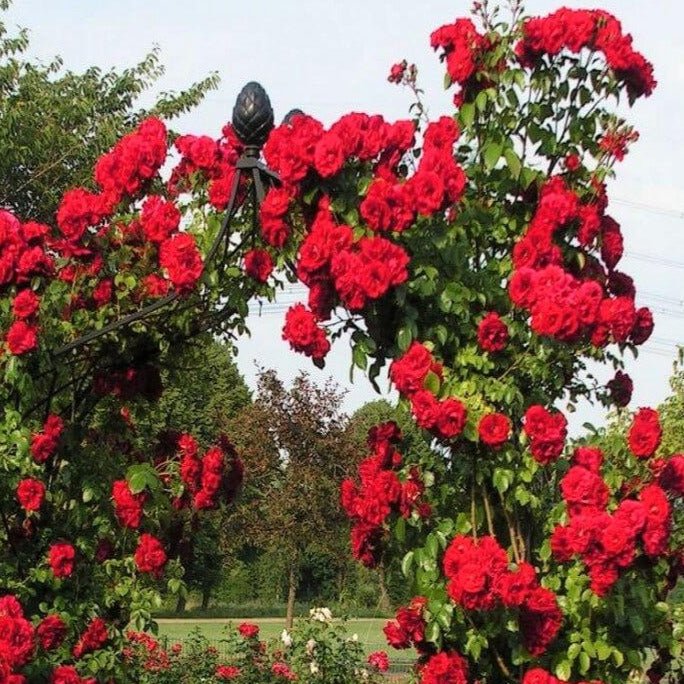Amadeus ® Climbing Roses garden rose bushes potted or bare root plants