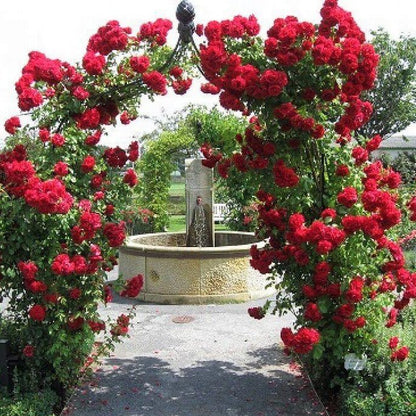Amadeus ® Climbing Roses garden rose bushes potted or bare root plants