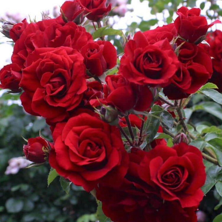 Amadeus ® Climbing Roses garden rose bushes potted or bare root plants