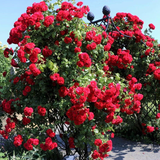 Amadeus ® Climbing Roses garden rose bushes potted or bare root plants