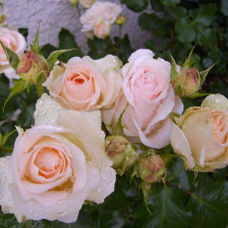 Andre le Notre ® Climbing Roses garden rose bushes potted or bare root plants
